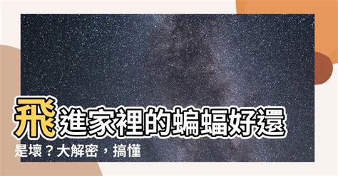 蝙蝠飛進房間|家有蝙蝠？專家解密吉凶